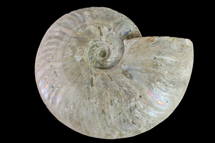 Silver Iridescent Ammonite (Cleoniceras) Fossil - Madagascar #159406